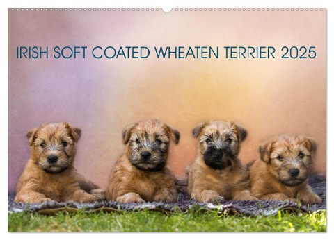 IRISH SOFT COATED WHEATEN TERRIER 2025 (Wandkalender 2025 DIN A2 quer), CALVENDO Monatskalender - Annett Mirsberger Www. Tierpfoto. De