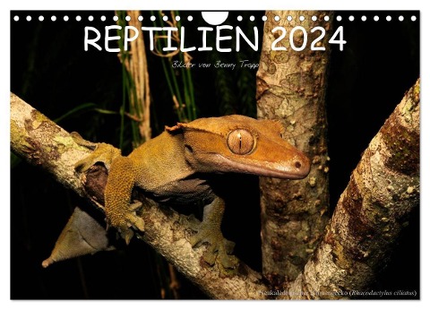 REPTILIEN (Wandkalender 2024 DIN A4 quer), CALVENDO Monatskalender - Benny Trapp
