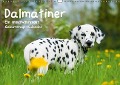 Cover-Bild zum Titel 'Dalmatiner - Ein immerwährender Geburtstags-Kalender (Wandkalender immerwährend DIN A3 quer)' von 'Judith Dzierzawa'