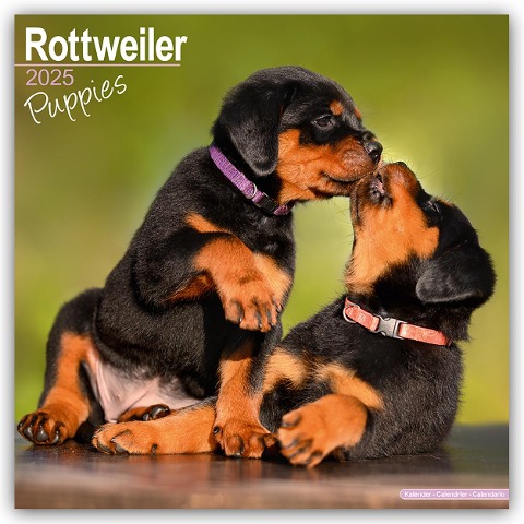 Rottweiler Puppies - Rottweiler Welpen 2025 - 16-Monatskalender - Avonside Publishing Ltd
