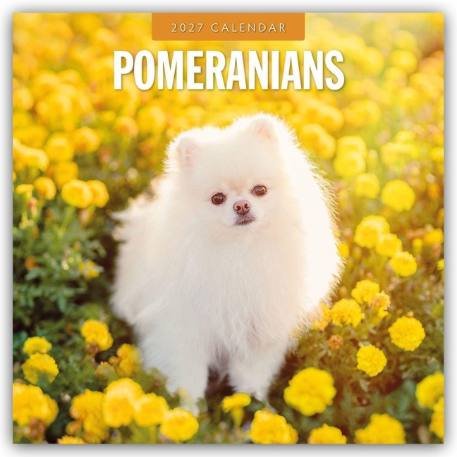 Pomeranians - Zwergspitz - Pomeranian Zwergspitz 2027 - 16-Monatskalender - Robin Red