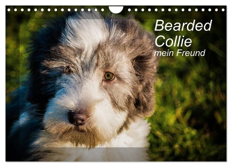 Bearded Collie, mein Freund (Wandkalender 2025 DIN A4 quer), CALVENDO Monatskalender - Ula Redl