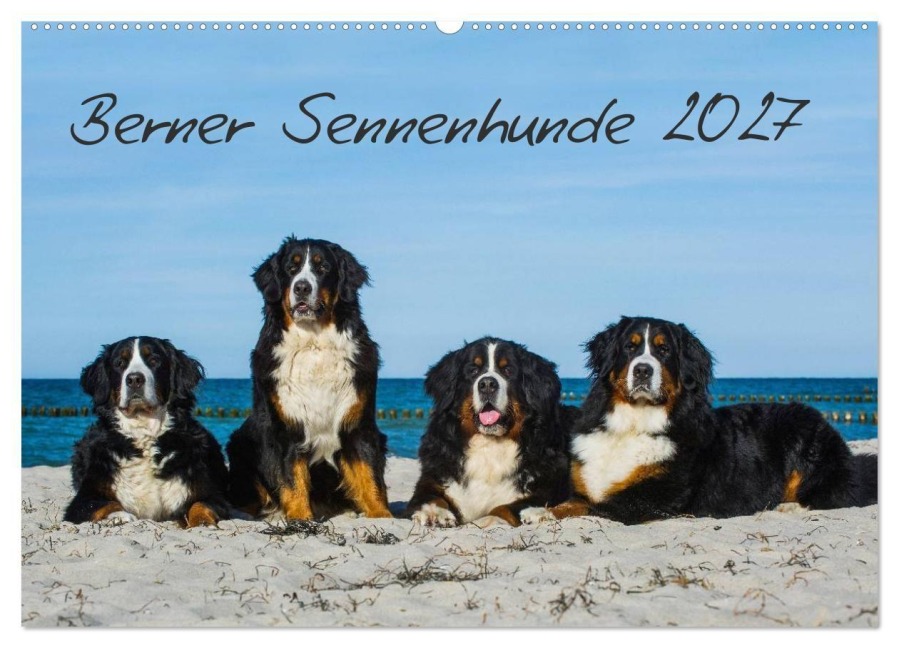 Berner Sennenhund 2027 (Wandkalender 2027 DIN A2 quer), CALVENDO Monatskalender - Sigrid Starick