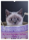 Britisch Kurzhaar Katzen - Planer (Wandkalender 2025 DIN A3 hoch), CALVENDO Monatskalender - Gabriela Wejat-Zaretzke