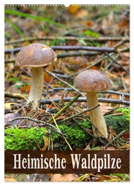 Heimische Waldpilze (Wandkalender 2026 DIN A2 hoch), CALVENDO Monatskalender - LianeM LianeM