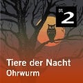 Cover-Bild zum Titel 'Tiere der Nacht: Ohrwurm' von 'Silke Wolfrum'
