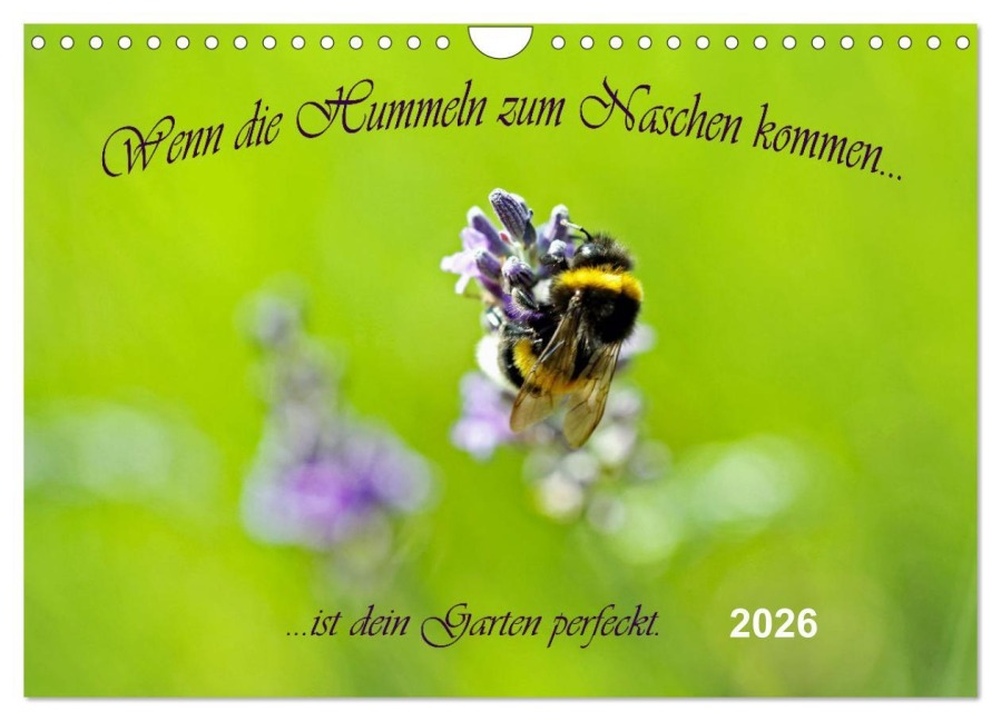 Wenn die Hummeln zum naschen kommen, ist dein Garten perfekt (Wandkalender 2026 DIN A4 quer), CALVENDO Monatskalender - Konstanze Junghanns