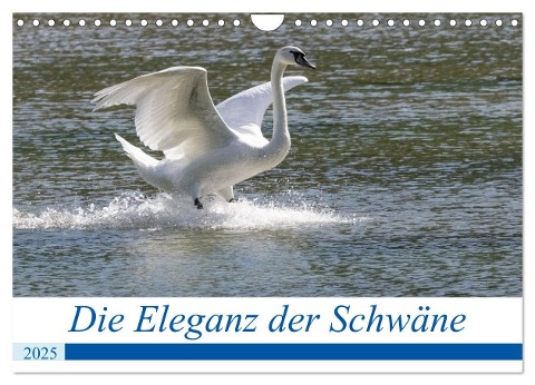 Die Eleganz der Schwäne (Wandkalender 2025 DIN A4 quer), CALVENDO Monatskalender - Andreas Müller Fotografie