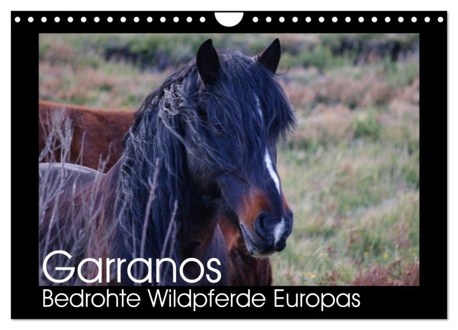 Garranos - Bedrohte Wildpferde Europas (Wandkalender 2026 DIN A4 quer), CALVENDO Monatskalender - Sabine Bengtsson/Www. Perlenfaenger. Com