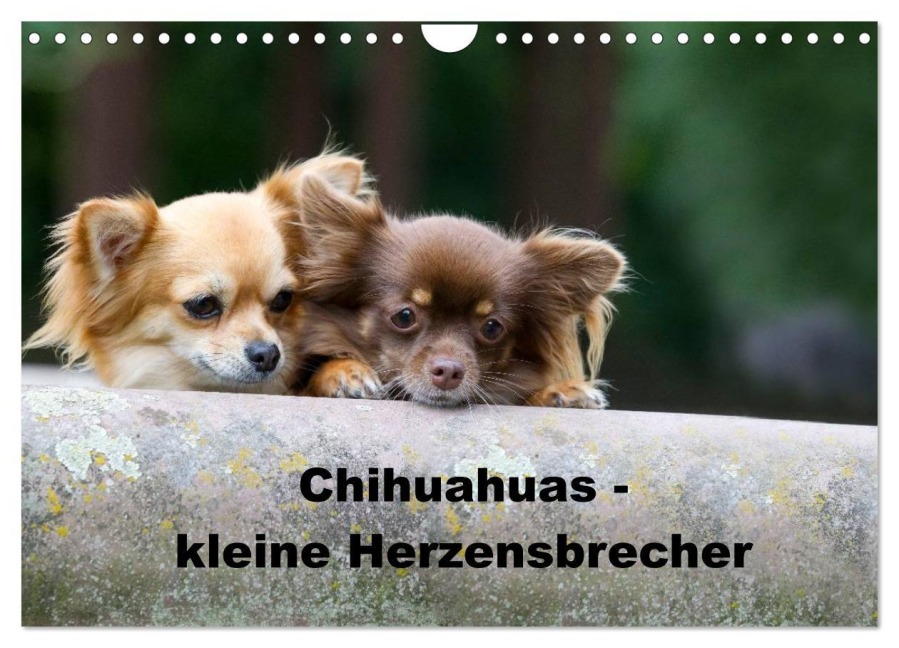 Chihuahuas - kleine Herzensbrecher (Wandkalender 2026 DIN A4 quer), CALVENDO Monatskalender - Verena Scholze