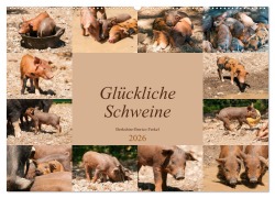 Glückliche Schweine Berkshire-Iberico Ferkel (Wandkalender 2026 DIN A2 quer), CALVENDO Monatskalender - Meike Bölts