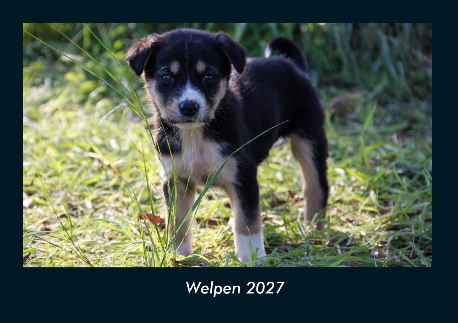 Welpen 2027 Fotokalender DIN A4 - Tobias Schmitt, Kevin Heber
