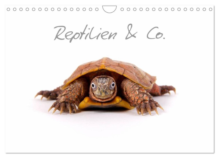 Reptilien & Co. (Wandkalender 2026 DIN A4 quer), CALVENDO Monatskalender - Hans-Peter Möhlig