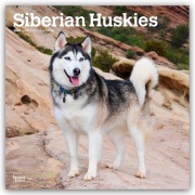 Siberian Huskies - Siberian Husky 2026 - 16-Monatskalender - Browntrout Publishers