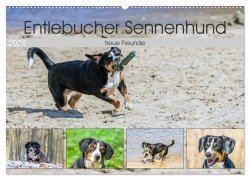 Cover-Bild zum Titel 'Entlebucher Sennenhund - treue Freunde (Wandkalender 2026 DIN A2 quer), CALVENDO Monatskalender' von 'SchnelleWelten SchnelleWelten'