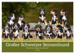 Großer Schweizer Sennenhund - Mit Schweizer Welpen durch das Jahr (Wandkalender 2026 DIN A2 quer), CALVENDO Monatskalender - Sigrid Starick