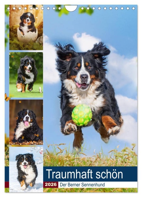 Traumhaft schön - Der Berner Sennenhund (Wandkalender 2026 DIN A4 hoch), CALVENDO Monatskalender - Sigrid Starick