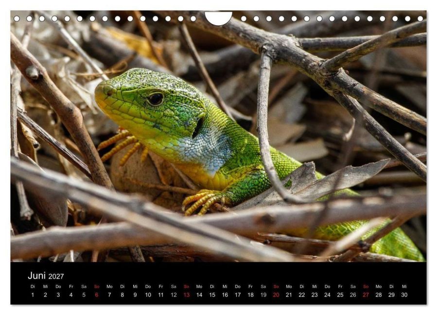InsideView 11