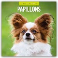 Papillons - Schmetterlingshund - Zwergspaniel 2025 - 16-Monatskalender - 