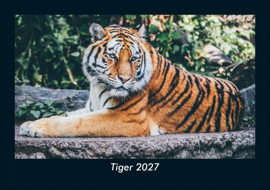 Tiger 2027 Fotokalender DIN A5 - Tobias Schmitt, Kevin Heber