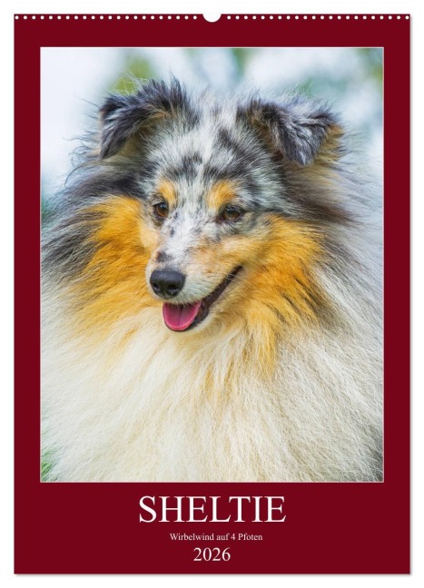 Sheltie - Wirbelwind auf 4 Pfoten (Wandkalender 2026 DIN A2 hoch), CALVENDO Monatskalender - Sigrid Starick