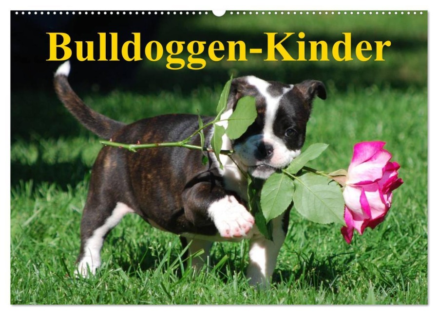 Bulldoggen-Kinder (Wandkalender 2025 DIN A2 quer), CALVENDO Monatskalender - Elisabeth Stanzer