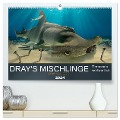 Dray's Mischlinge (hochwertiger Premium Wandkalender 2024 DIN A2 quer), Kunstdruck in Hochglanz - Dray van Beeck