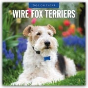 Wire Fox Terriers - Drahthaar Foxterrier 2026 - 16-Monatskalender - Robin Red