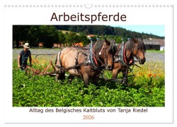 Arbeitspferde - Alltag des belgischen Kaltbluts (Wandkalender 2026 DIN A3 quer), CALVENDO Monatskalender - Tanja Riedel