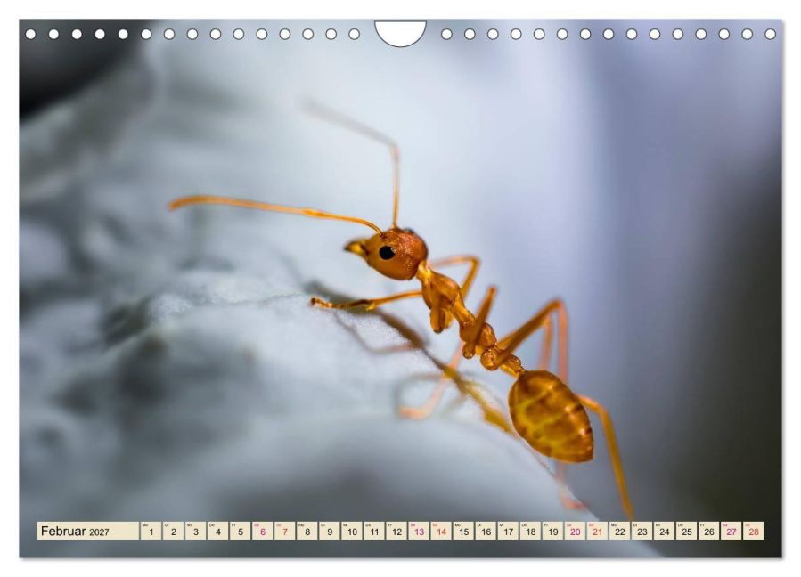 InsideView 7