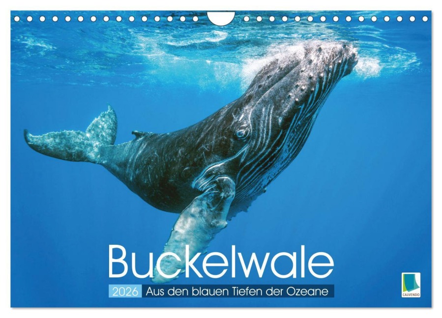 Buckelwale: Aus den blauen Tiefen der Ozeane (Wandkalender 2026 DIN A4 quer), CALVENDO Monatskalender - Calvendo Calvendo