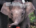 Elefantenbabys Kalender 2025 - 