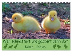 Wer schnattert und gackert denn da? - Küken-Edition (Wandkalender 2026 DIN A3 quer), CALVENDO Monatskalender - Sabine Löwer