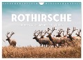 Rothirsche - Die imposanten Könige der Wälder. (Wandkalender 2024 DIN A4 quer), CALVENDO Monatskalender - Sf Sf