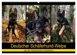 Deutscher Schäferhund-Welpe - aus der Ostdeutschen Arbeitslinie (Wandkalender 2025 DIN A2 quer), CALVENDO Monatskalender - Tanja Riedel
