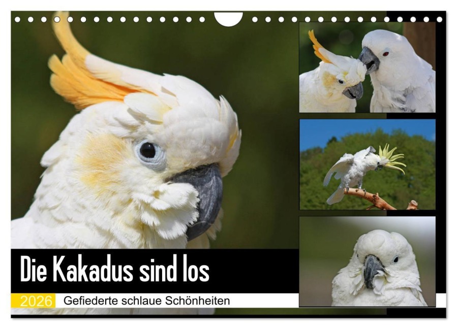 Die Kakadus sind los (Wandkalender 2026 DIN A4 quer), CALVENDO Monatskalender - Antje Lindert-Rottke