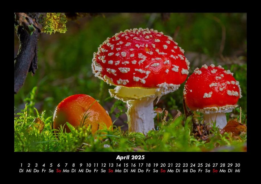 InsideView 8