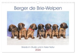 Cover-Bild zum Titel 'Berger de Brie - Welpen (Wandkalender 2026 DIN A3 quer), CALVENDO Monatskalender' von 'Sonja Tessen'
