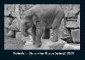 Elefanten - Die sanften Riesen Afrikas 2023 Fotokalender DIN A4 - Tobias Becker