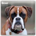 Boxer 2025 - 16-Monatskalender - Avonside Publishing Ltd