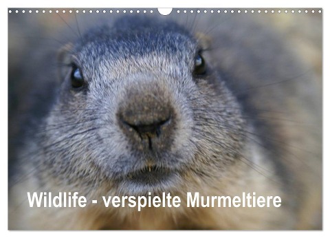 Wildlife - Verspielte Murmeltiere (Wandkalender 2025 DIN A3 quer), CALVENDO Monatskalender - Susan Michel CH