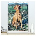 Magyar Vizsla (hochwertiger Premium Wandkalender 2025 DIN A2 hoch), Kunstdruck in Hochglanz - Barbara Mielewczyk