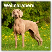 Cover-Bild zum Titel 'Weimaraners - Weimaraner 2026 - 16-Monatskalender' von 'Browntrout Publishers'