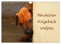 Rhodesian Ridgeback Welpen (Wandkalender 2025 DIN A4 quer), CALVENDO Monatskalender - Anke van Wyk