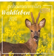 Cover-Bild zum Titel 'Geheimnisvolles Waldleben 2026 - Broschürenkalender 30x30 cm (30x60 geöffnet) - Kalender mit Platz für Notizen - Forest Animals - Bildkalender - Wandkalender' von ''
