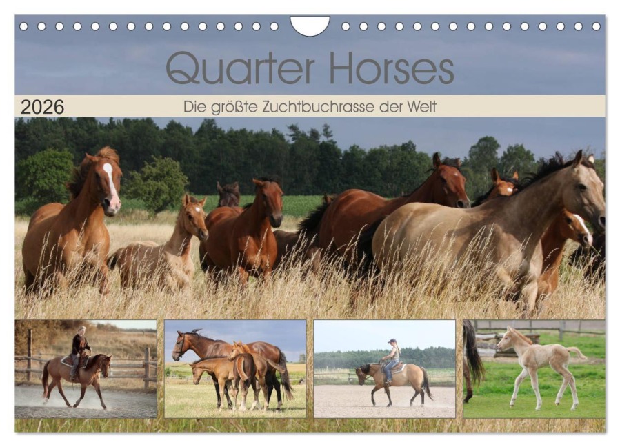 Quarter Horses - Die größte Zuchtbuchrasse der Welt (Wandkalender 2026 DIN A4 quer), CALVENDO Monatskalender - B. Mielewczyk