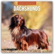 Dachshunds - Dackel - Dachshunde 2026 - 16-Monatskalender - Robin Red