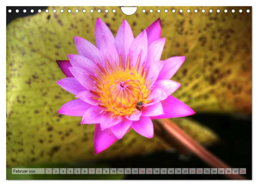 InsideView 7