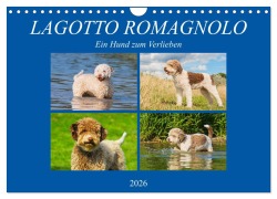 Lagotto Romagnolo - Ein Hund zum Verlieben (Wandkalender 2026 DIN A4 quer), CALVENDO Monatskalender - 
