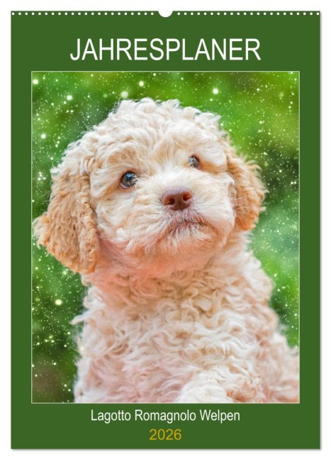 Jahresplaner Lagotto Romagnolo Welpen (Wandkalender 2026 DIN A2 hoch), CALVENDO Monatskalender - Sigrid Starick